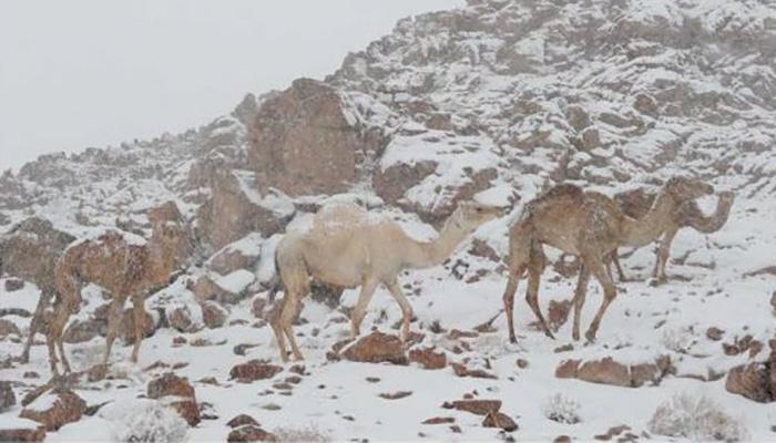 ninsoare arabia saudita