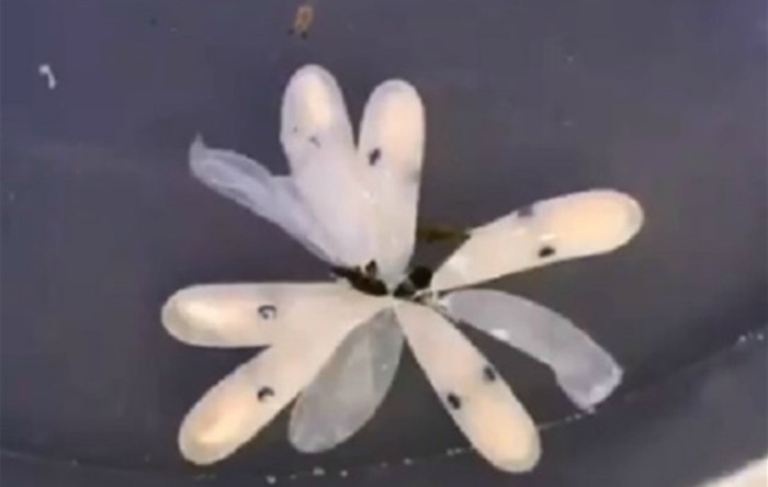 pui caracatita