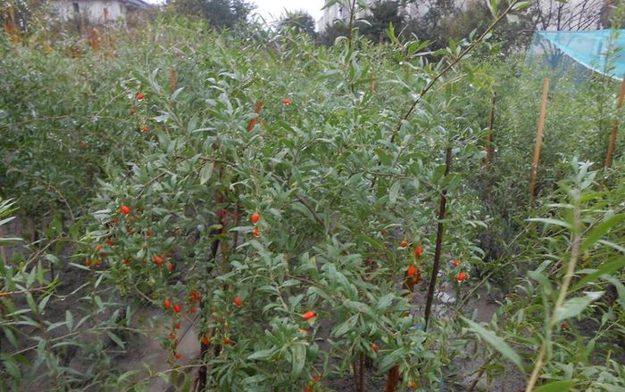plantatie goji