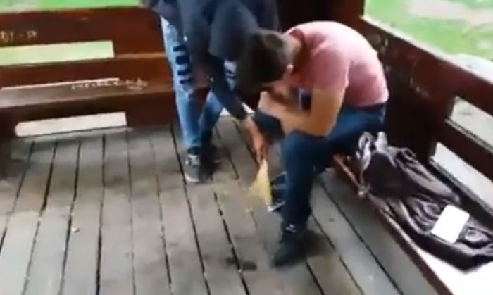 spargatori seminte