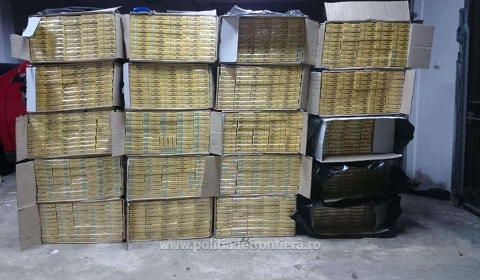 tigari ucraina intro