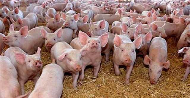 porci ferma