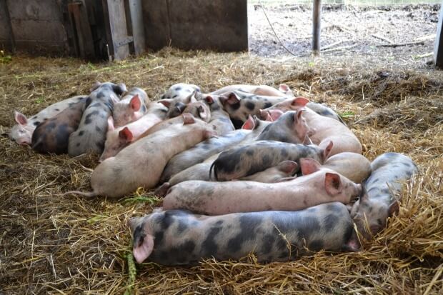 porci