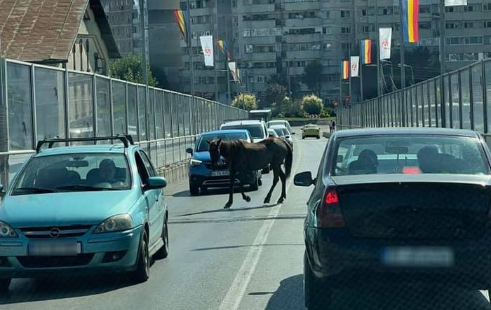 cal, pasaj, bancila1