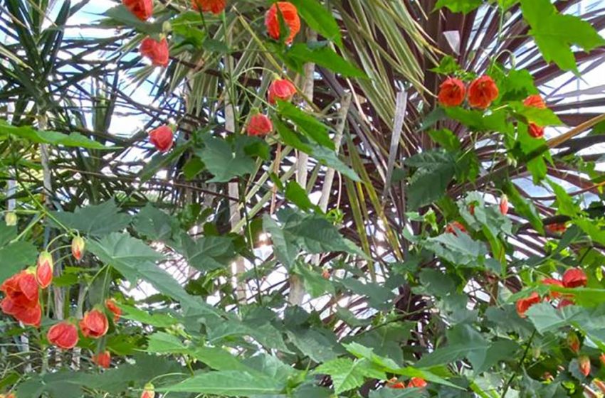 expozitie-gradina-botanica-iasi-850x560
