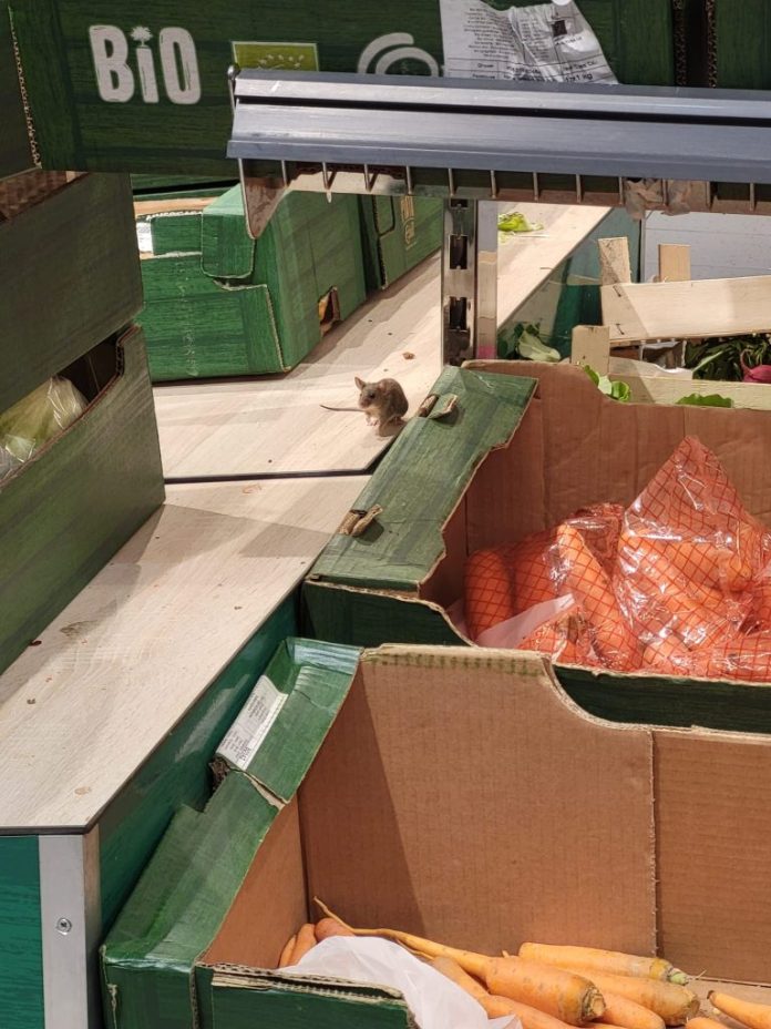 LIDL-miroslava4-768x1024